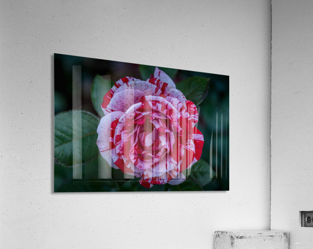 Peppermint Bloom Acrylic Print