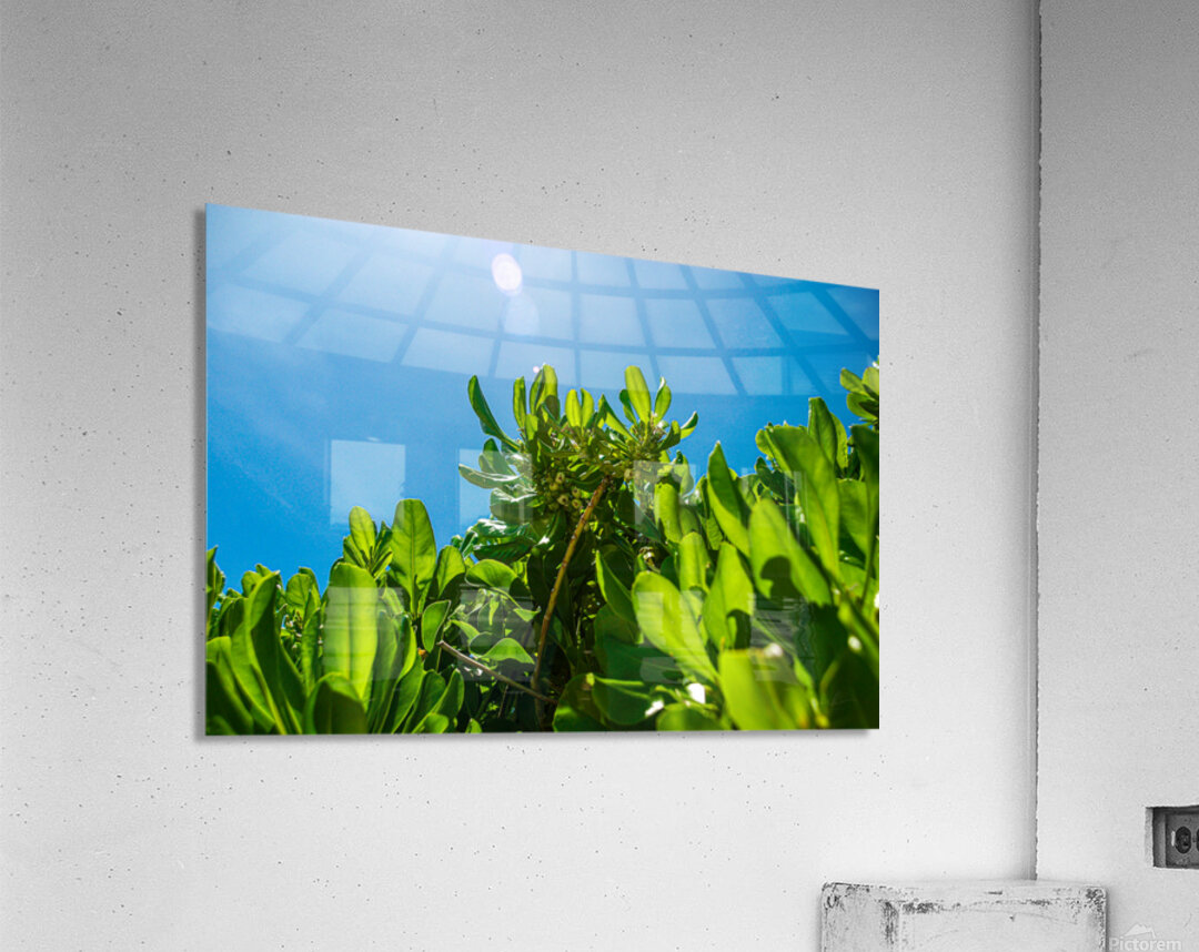 Upward Bloom Acrylic Print