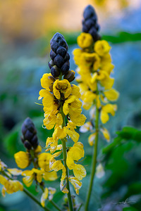 Whispers of Bloom and Light