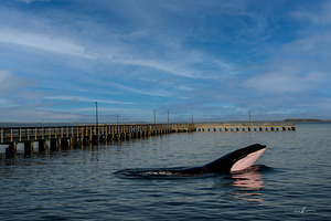 Serenity Interrupted