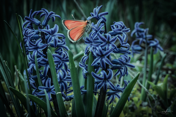 Harmony in Bloom  Print