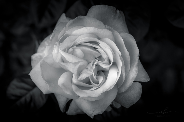 Timeless Elegance Print