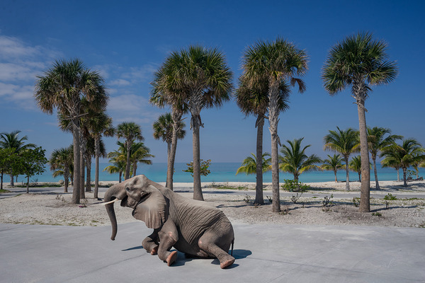 Elephant Beach Day Print