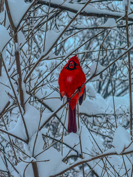 Cardinal in Winter Print