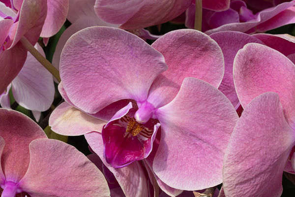 Whispers of Grace Imprimer