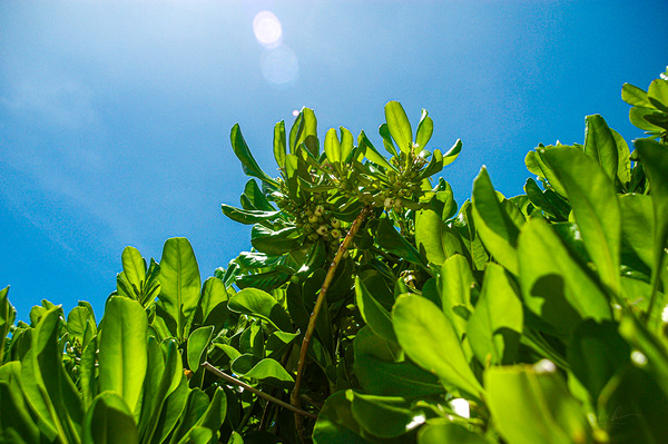 Upward Bloom Digital Download