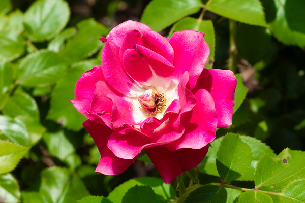 Roselle Rising Print