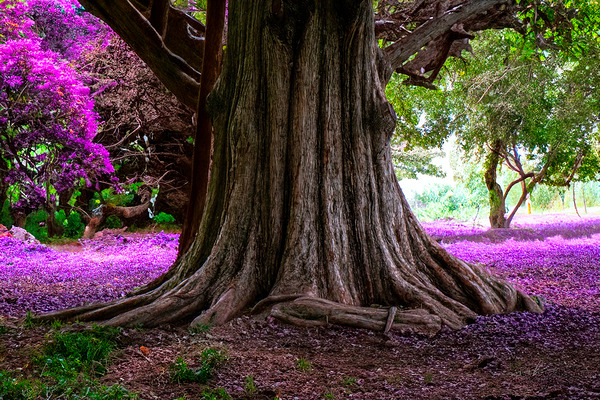 Majestic Roots Print