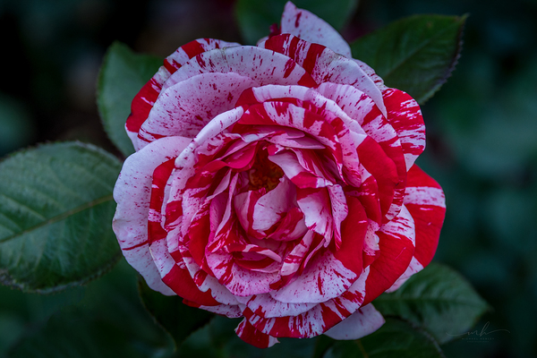 Peppermint Bloom Digital Download