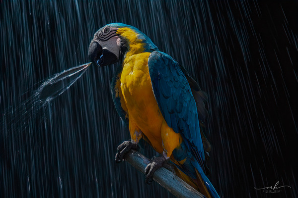 Rainforest Majesty Print