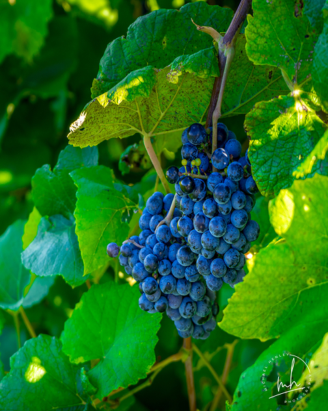 Moscato Digital Download