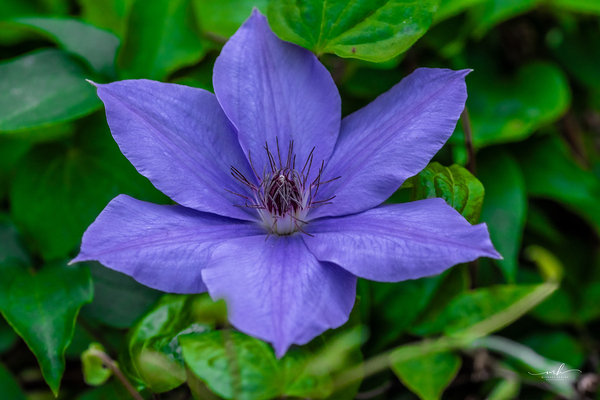 Radiant Bloom  Print