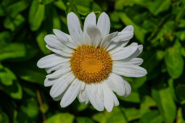 Solstice Whisper Print