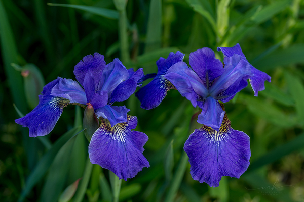 Azure Elegance Print