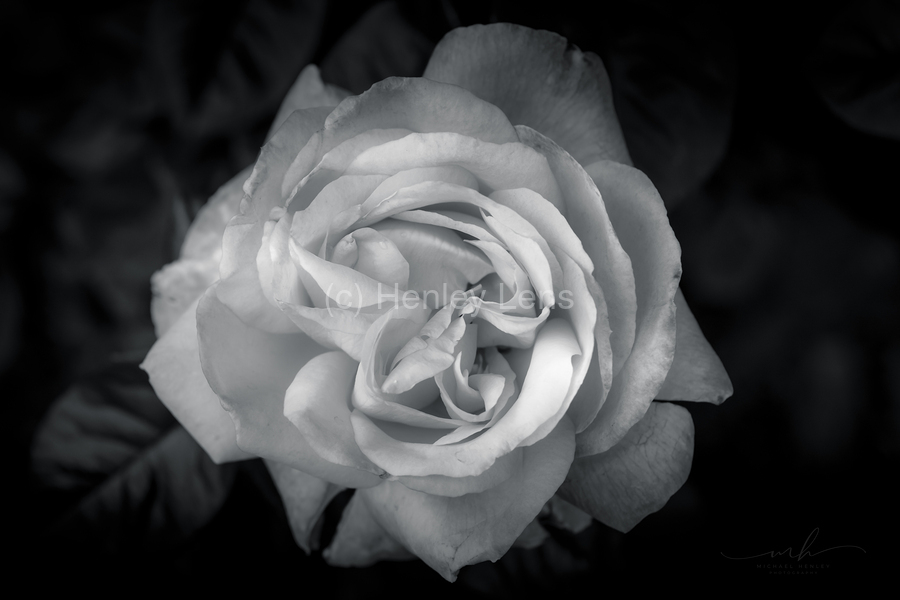 Timeless Elegance  Print