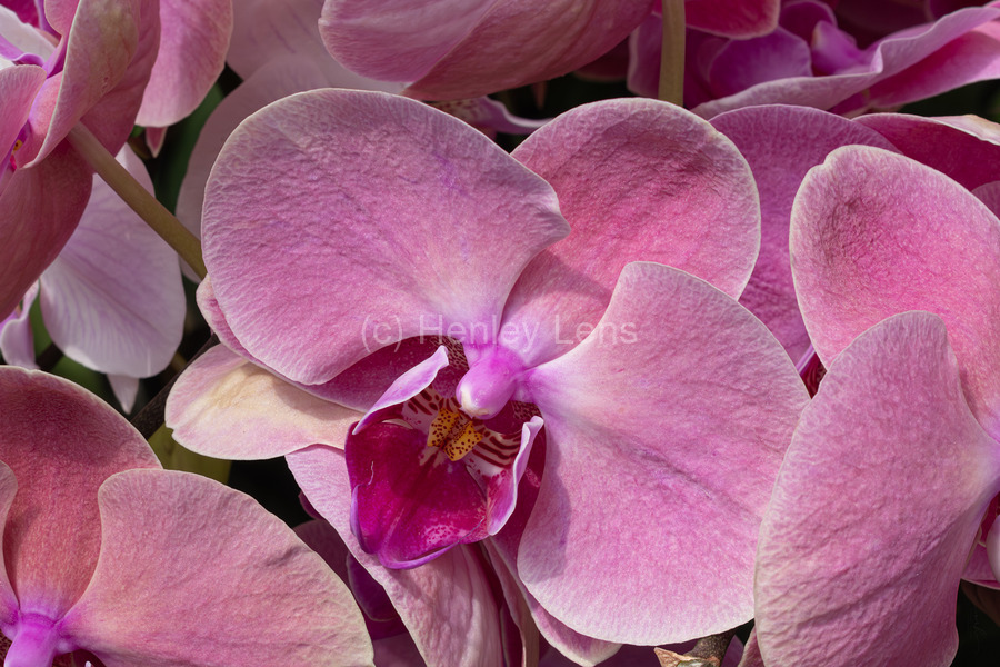 Whispers of Grace  Print