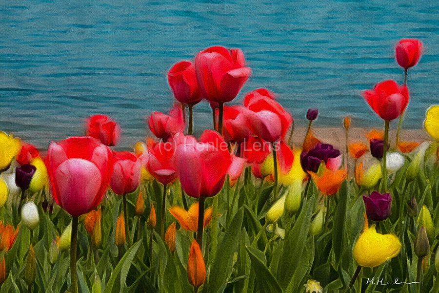 Tulips by the Water   Print
