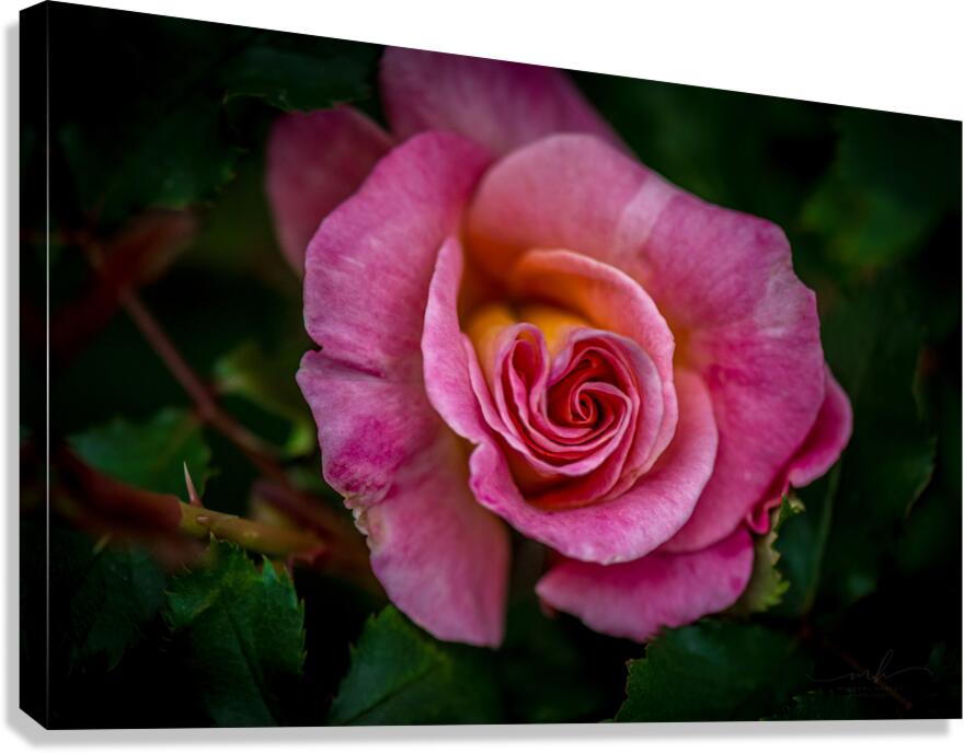Blushing Beauty Canvas Print