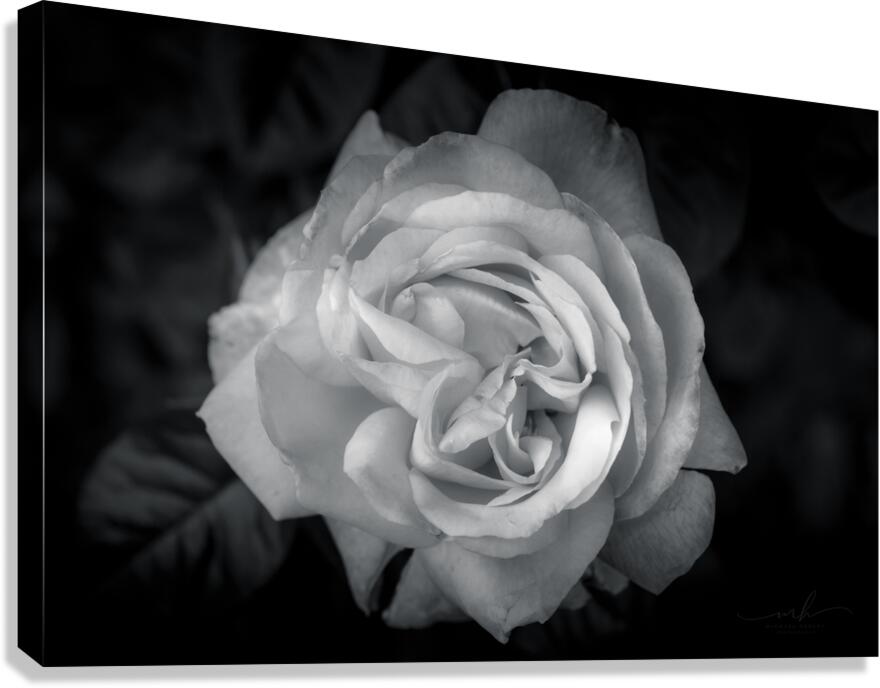 Timeless Elegance Canvas Print