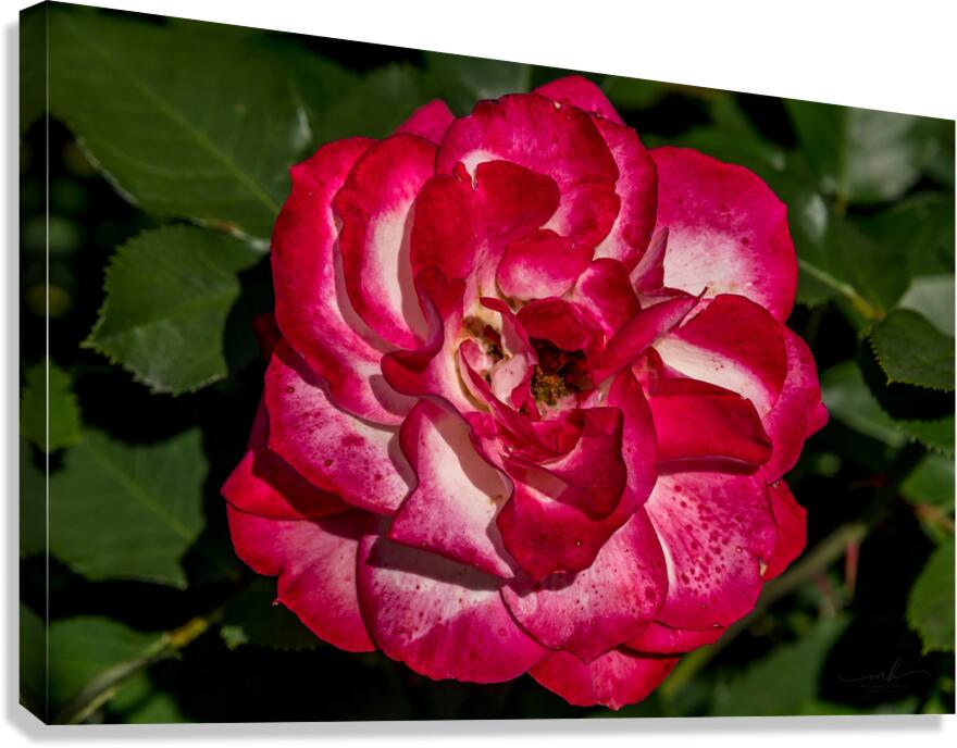 Rosey Delight Canvas Print