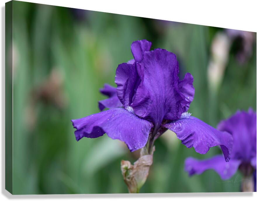 Majestic Violet Canvas Print