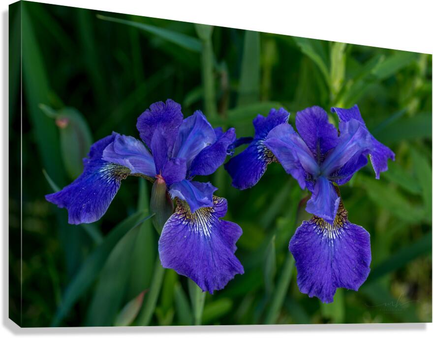 Azure Elegance Canvas Print