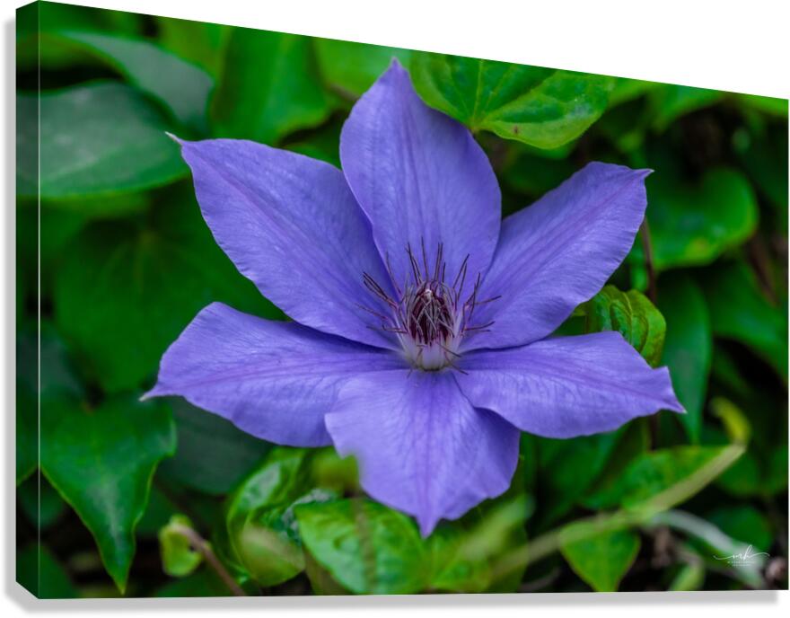 Radiant Bloom  Canvas Print