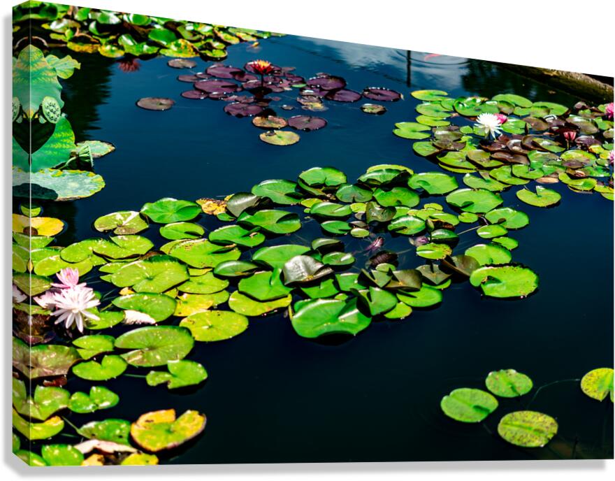 Whispers Beneath the Surface Canvas Print