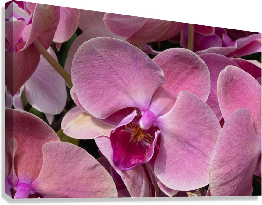 Whispers of Grace Impression sur toile