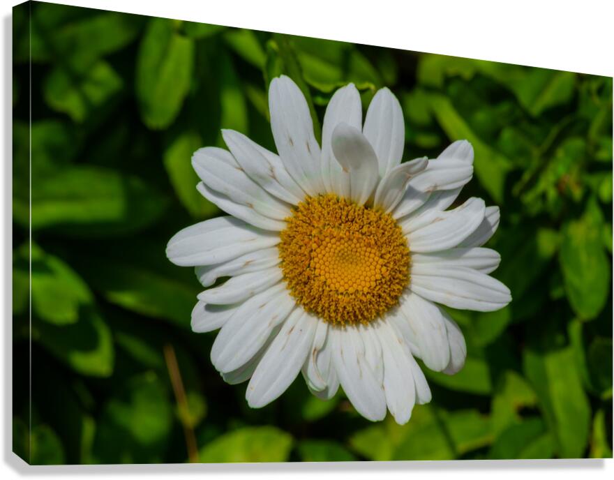 Solstice Whisper Canvas Print