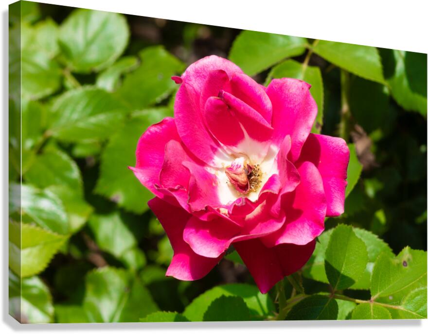 Roselle Rising Canvas Print