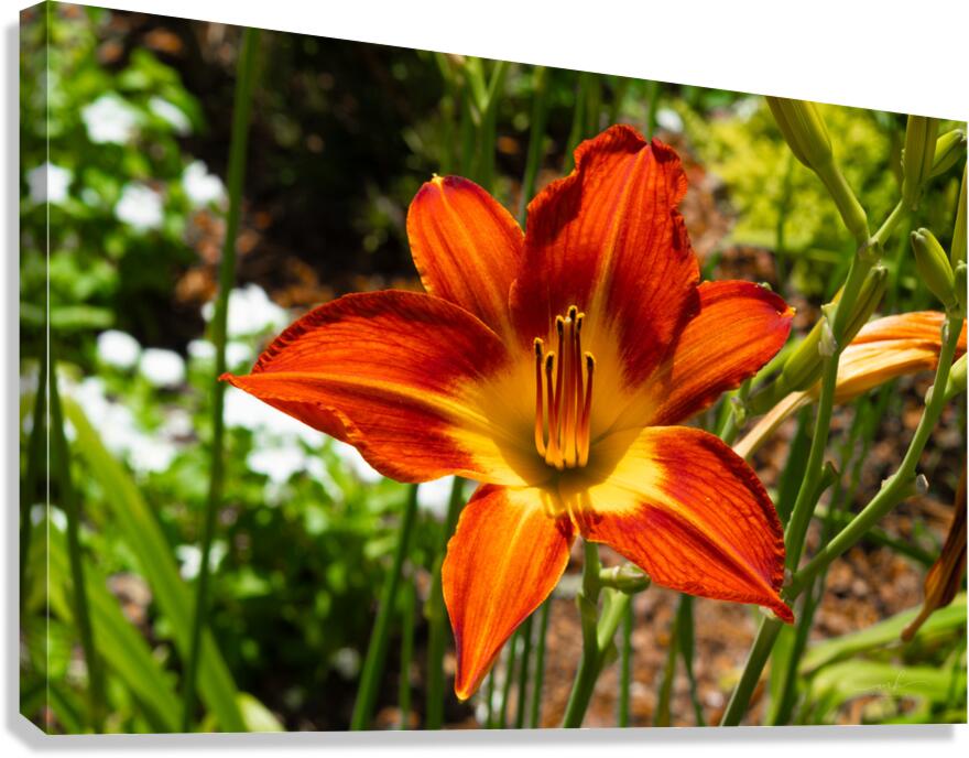 Ember Bloom Canvas Print