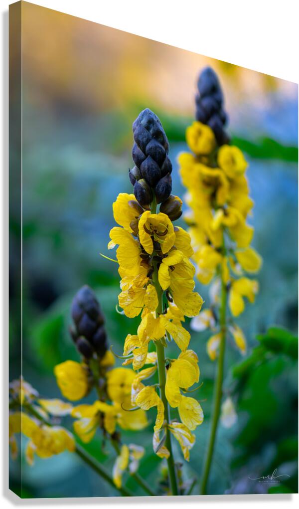 Whispers of Bloom and Light Canvas Print