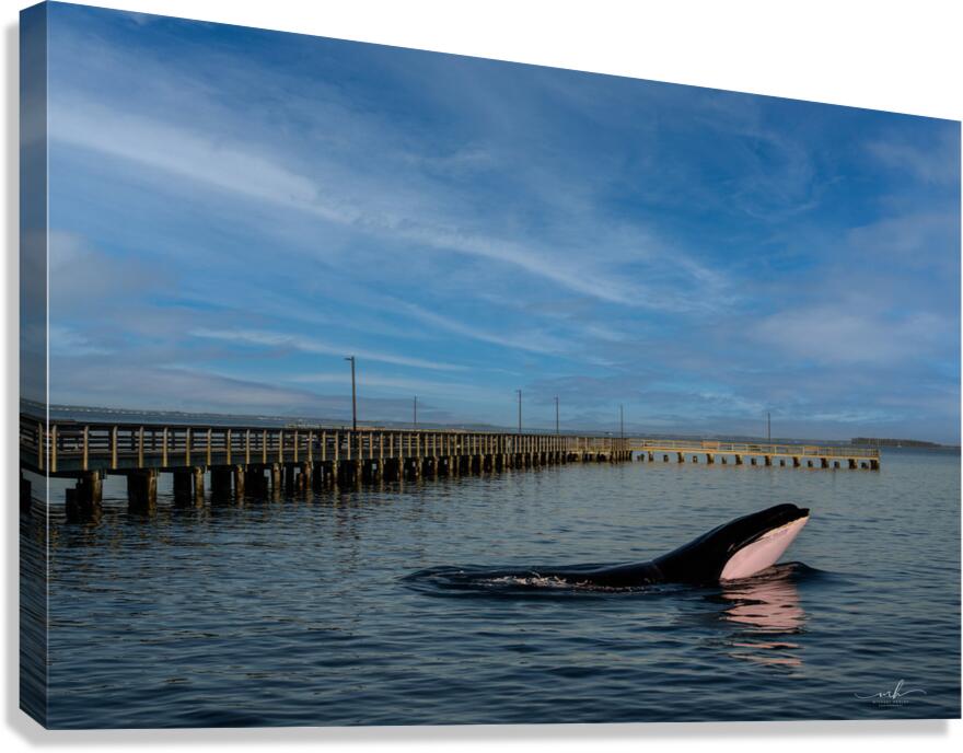 Serenity Interrupted Canvas Print