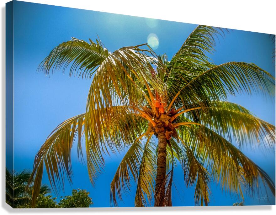 Miami Palm Canvas Print