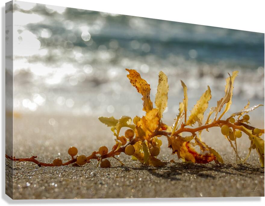 Tethered Light Canvas Print