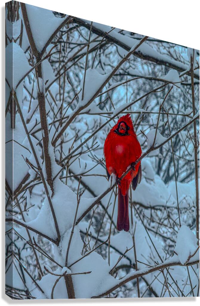 Cardinal in Winter Canvas Print