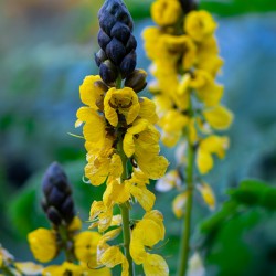 Whispers of Bloom and Light