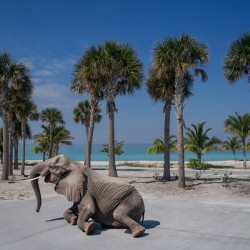 Elephant Beach Day
