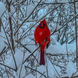 Cardinal in Winter