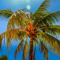 Miami Palm