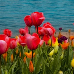 Tulips by the Water 