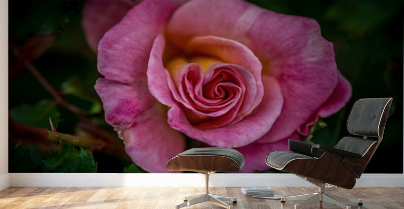 Blushing Beauty Wall Murals