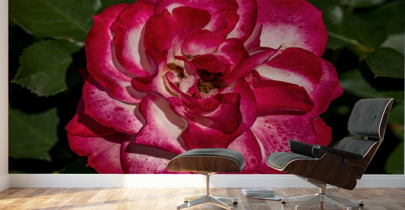 Rosey Delight Wall Murals