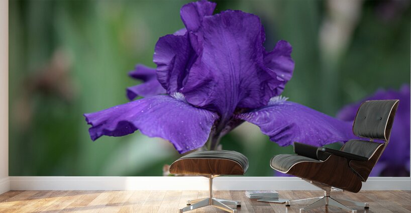 Majestic Violet Wall Murals