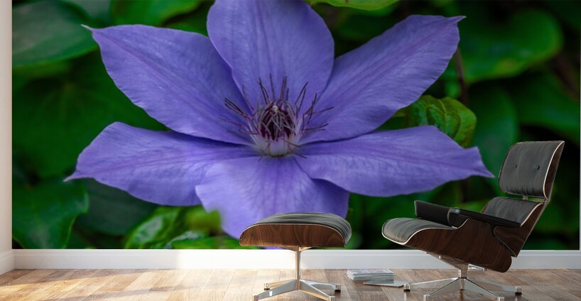 Radiant Bloom  Wall Murals