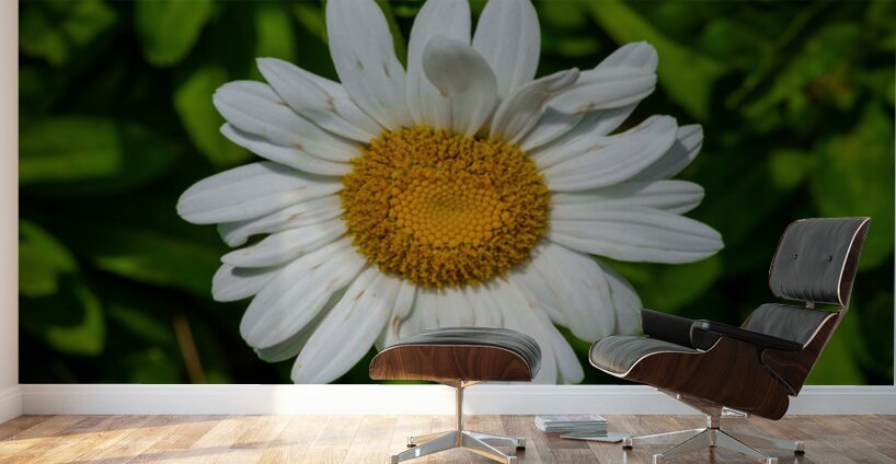 Solstice Whisper Wall Murals