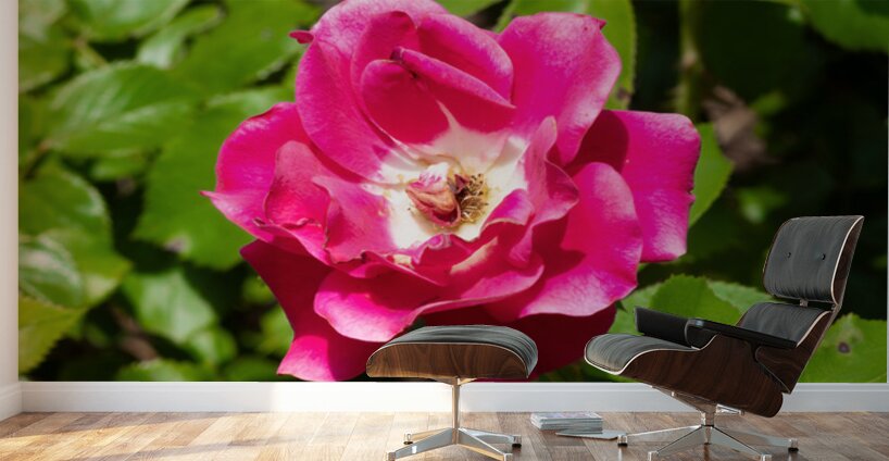 Roselle Rising Wall Murals