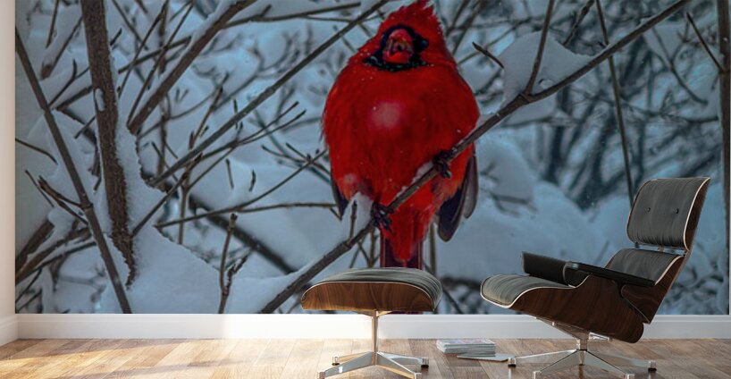 Cardinal in Winter Wall Murals