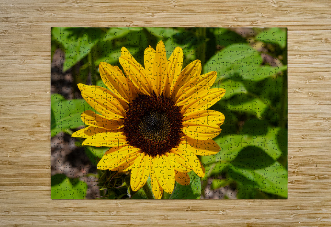 Aureum Henley Lens Puzzle printing